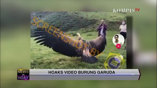 Hoaks Video Burung Garuda - NEWS OR HOAX