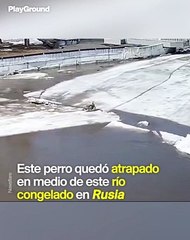 Un perro atrapado en un río congelado fue salvado por niños