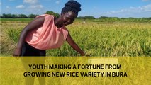 Youth making a fortune from growing new rice variety in Bura