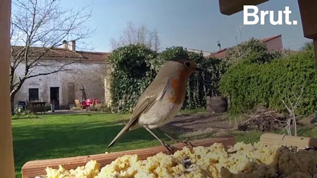 Tuto : 3 actions pour aider les animaux l'hiver