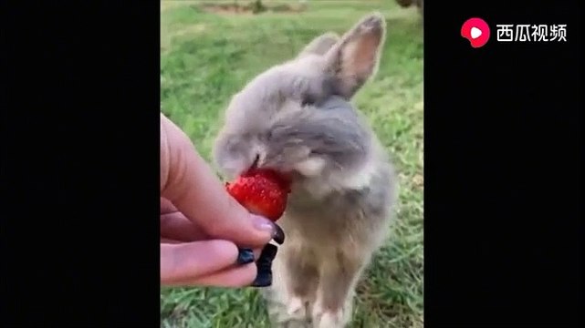 TikTok's Heartwarming Pets