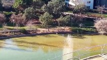 Perros a la caza de aves en el estanque del parque de Diagonal Mar