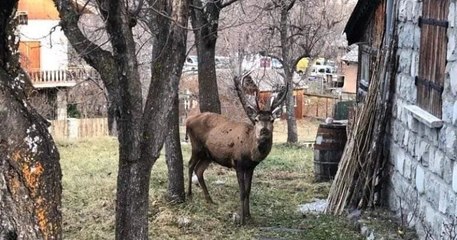 Mercantour : un cerf sauvage a élu domicile sur le terrain des chasseurs, en plein cœur du village