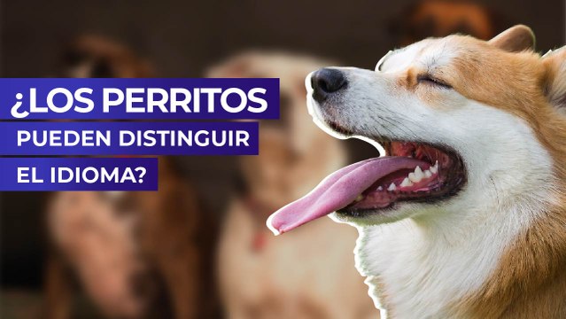 ¿Los perritos pueden distinguir el idioma?