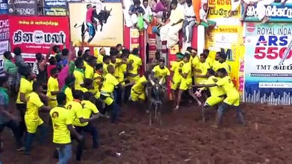 Thousands attend Indian bull-taming festival amid Covid surge