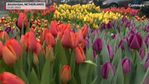 Pays-Bas : distribution gratuite de bouquets pour la journée nationale de la tulipe