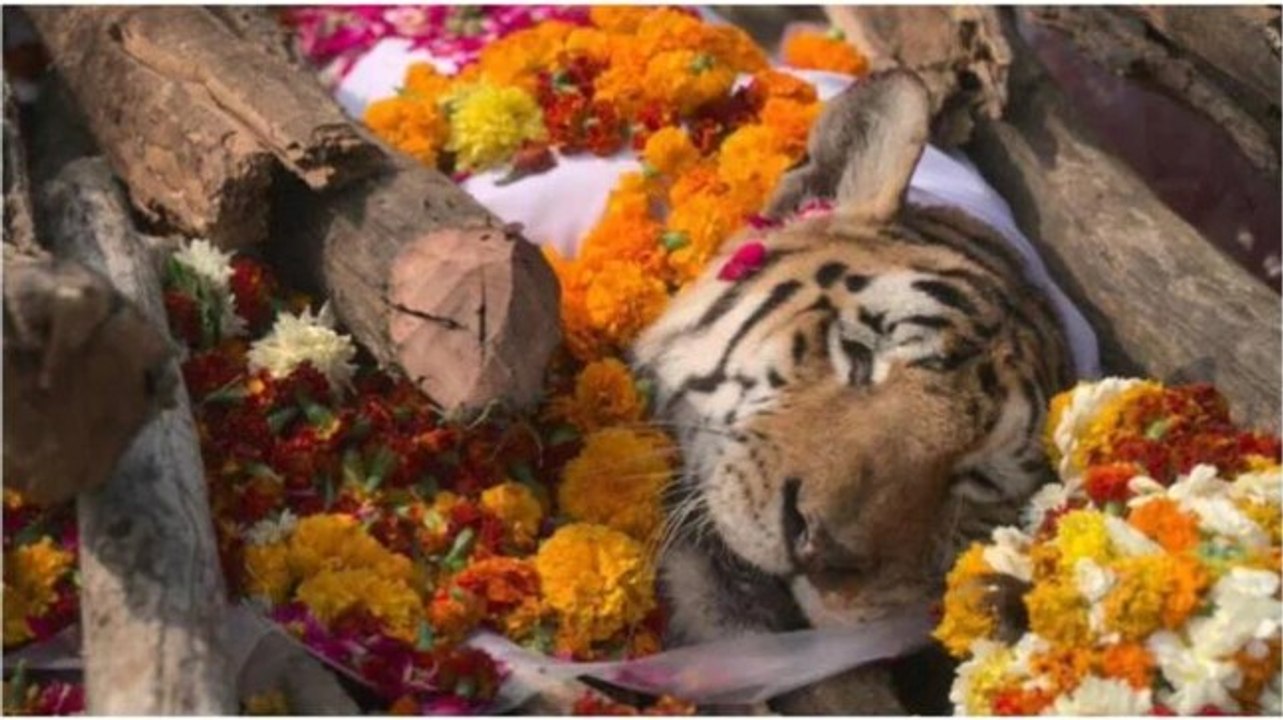 Image of the day: Tigress Collarwali, mom to 29 cubs, dies in MP's Pench Tiger Reserve