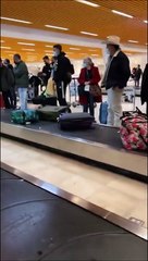 Ce chien arrive sur le tapis de l'aéroport comme un boss