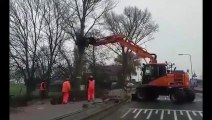 Un arbre plus fort qu'un camion