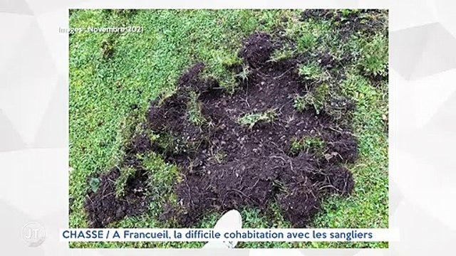 CHASSE / À Francueil, la difficile cohabitation avec les sangliers