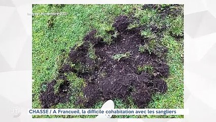 CHASSE / À Francueil, la difficile cohabitation avec les sangliers