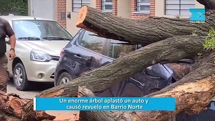 Un enorme árbol aplastó un auto y causó revuelo en Barrio Norte