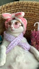 cute cats take a rest