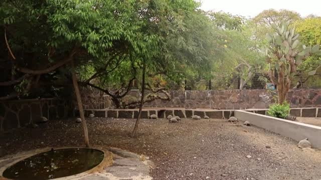 Liberan a 43 tortugas en medio de la naturaleza de las Islas Galápago