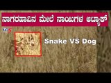 ನಾಗರಹಾವಿನ ಮೇಲೆ 3 ಶ್ವಾನಗಳ ಬಿಗ್ ಫೈಟ್ | Snake VS Dog | TV5 Kannada