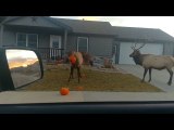 Elk Enjoy Pumpkins in Estes Park