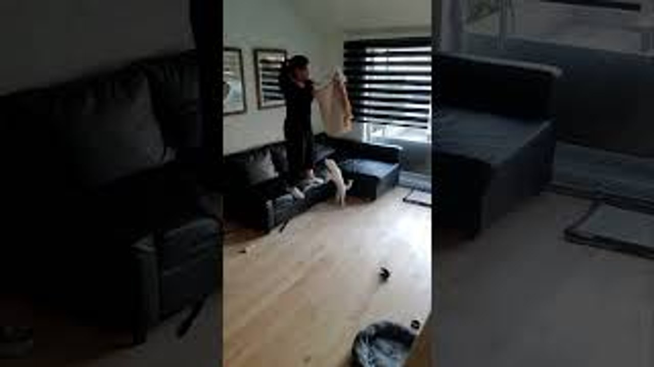 Dog Makes Doing Chores Difficult