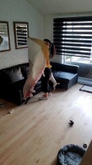 Dog Makes Doing Chores Difficult