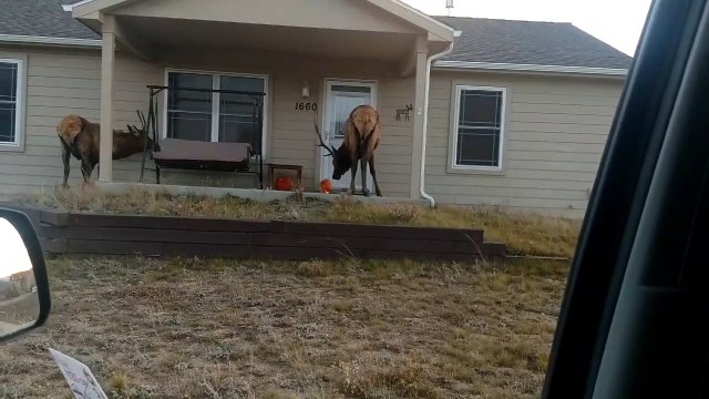 Elk Enjoy Pumpkins in Estes Park