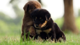 Puppies playing in the park