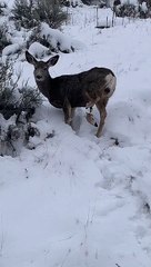 Injured Deer Walks with Hanging Foot