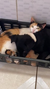 Puppy Snuggles with Kittens