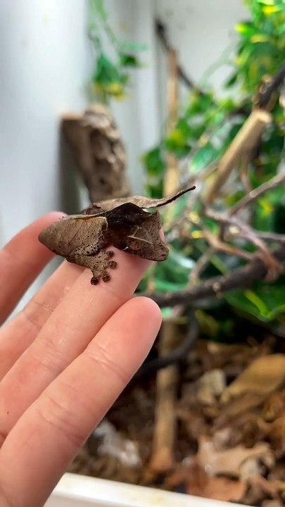 Is it a leaf? Is it a gecko?