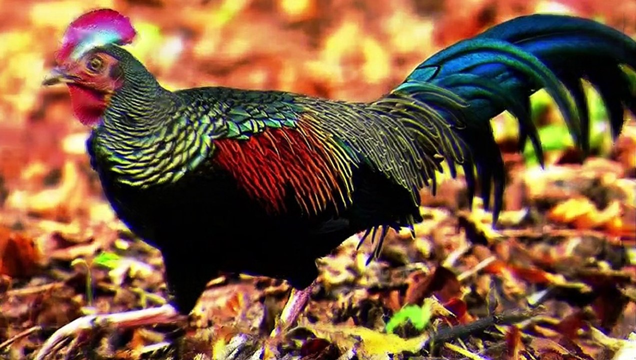 Most Beautiful Hens -ایسی خوبصورت مُرغیاں پہلے کبھی نہیں دیکھی ہوں گی /Entertainment Crust