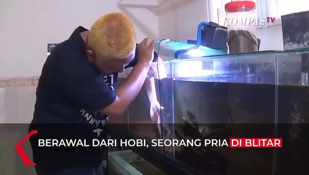Pemuda Cuan Jutaan Rupiah dari Pelihara Ikan Predator