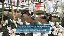 Detectan inusual contagio de gripe aviar en humanos en Reino Unido