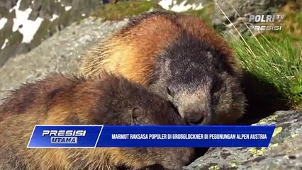 Marmut Raksaksa di Pegunungan Alpen Austria