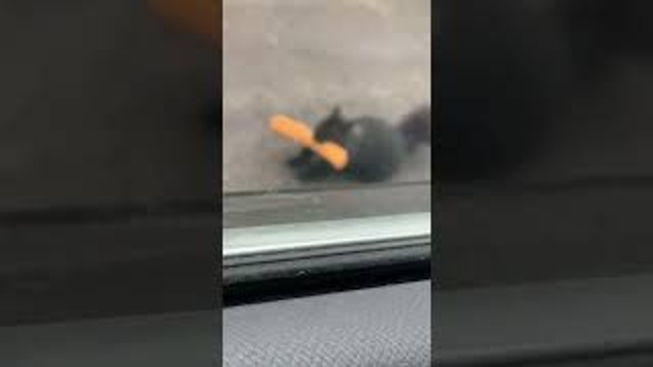 Squirrel Leaving a 7-Eleven Store With its Own Taquito
