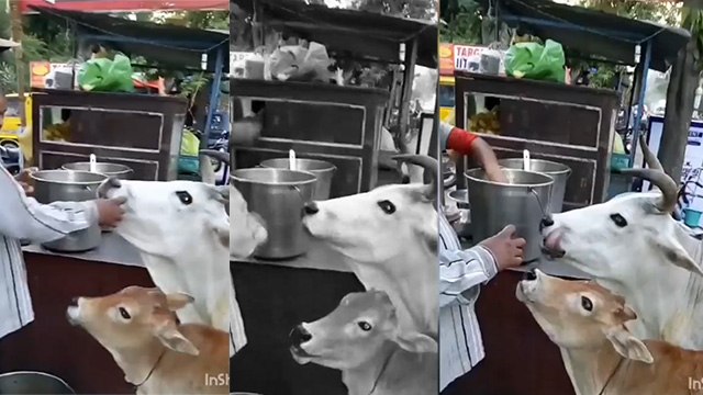 सोशल मीडिया पर गाय का गोलगप्पे खाते वीडियो वायरल