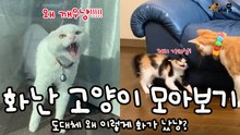 잔뜩 화난 고양이들 모아보기