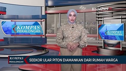 Seekor Ular Piton Diamankan dari Rumah Warga