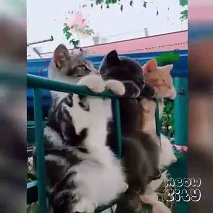 Funny Cat Videos