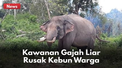 KAWANAN GAJAH LIAR RUSAK KEBUN WARGA DI INHU !!