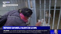 Avec 7.200 animaux en attente d'adoption, les refuges de la SPA saturés