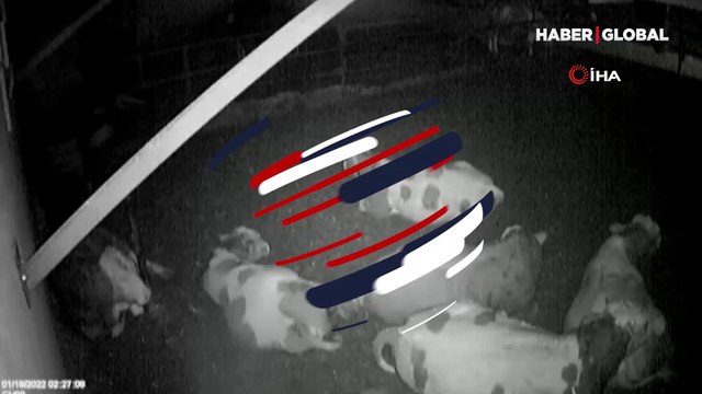 Ahırdaki hayvanların Kayseri'de depremi önceden hissettiği anlar kamerada