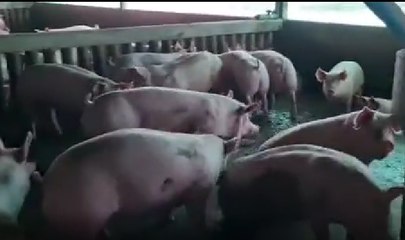 สุดงง! กิโล60บาทยังไร้คนซื้อ ฟาร์มหมูหมื่นตัวโวยขายถูก-คนซื้อกินแพง