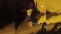 Son dakika haber! Kafası konserve kutusu sıkışan yavru kediyi polis ekipleri kurtardı