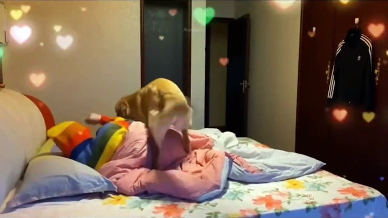 Baby Dogs - Cute and Funny Dog Videos Compilation