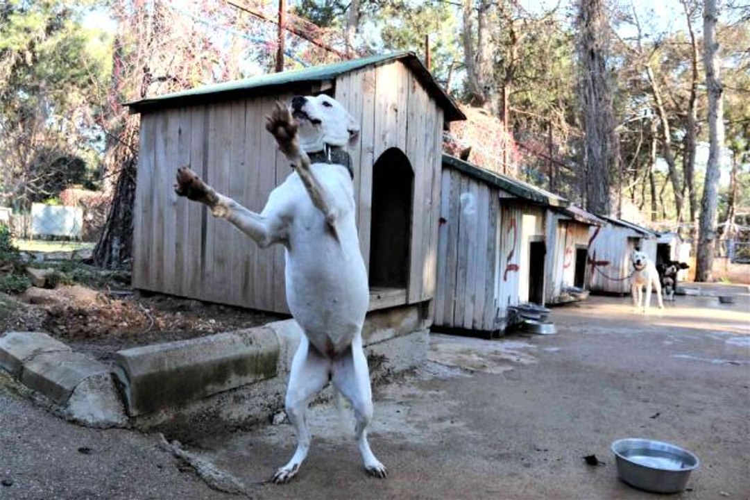 Antalya'da "Yasaklı tür" olan bin 663 adet köpek kayıt altına alındı