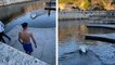 Un cygne attaque un jeune homme qui plonge dans les Jardins de la Fontaine à Nîmes