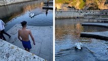 Un cygne attaque un jeune homme qui plonge dans les Jardins de la Fontaine à Nîmes