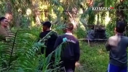 Video Viral Harimau Hadang Eskavator untuk Buka Lahan Baru