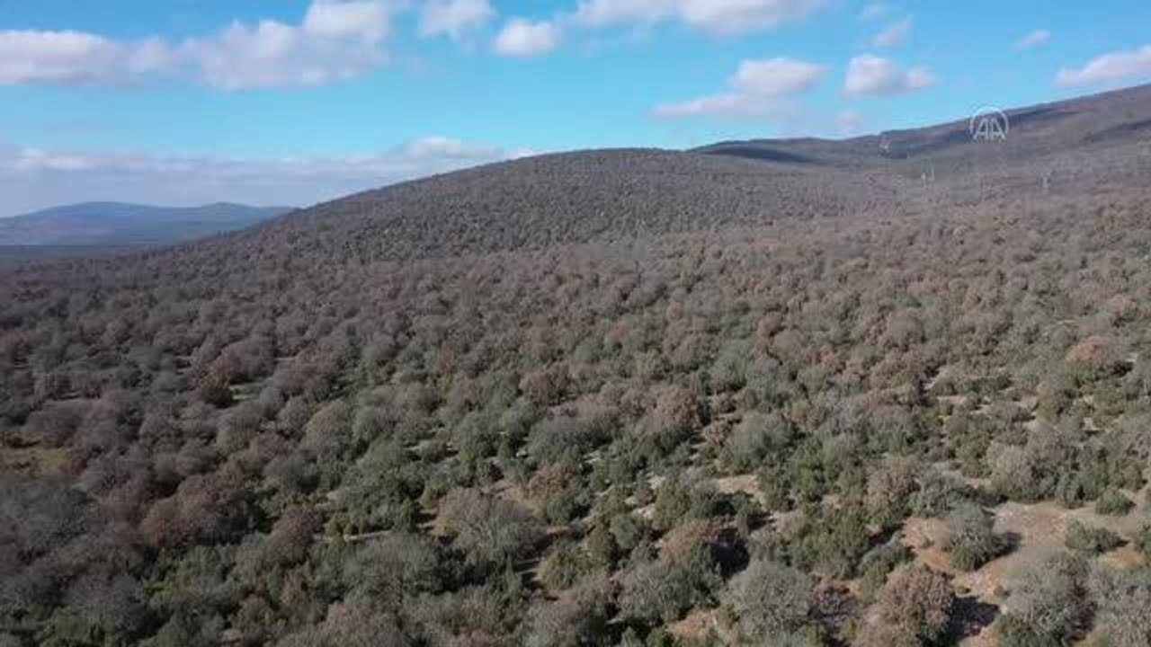 BALIKESİR - Meşe kozalakları mahallelinin geçim kaynağı oldu
