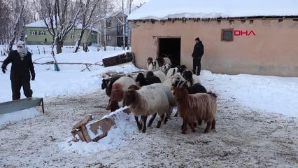 Son dakika haber... BİR HAFTADA 26 KOYUNU ÖLDÜ; NEDENİ ARAŞTIRILIYOR