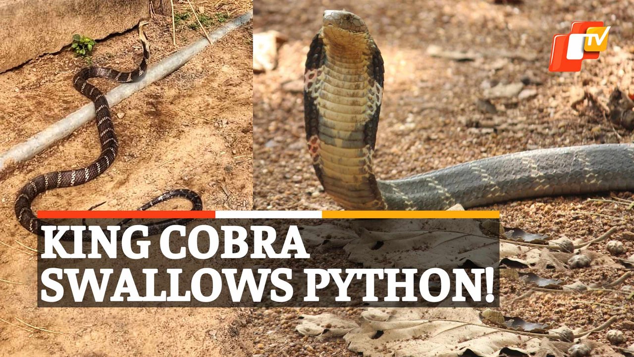 Watch King Cobra Swallows Python Video Dailymotion