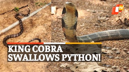 WATCH | King Cobra Swallows Python